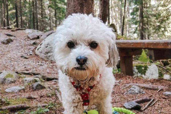 travel with your dog